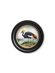 25cm Audubon Style Black Crown Crane