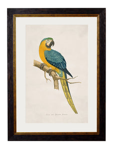 Picture - Blue and Yellow Macaw 38x50