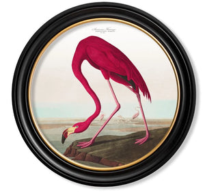 70cm Flamingo Audubon