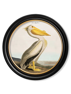 70cm Round Pelican Light Audubon