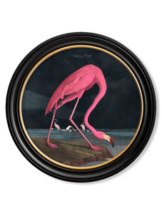70cm Round Flamingo Dark Audubon