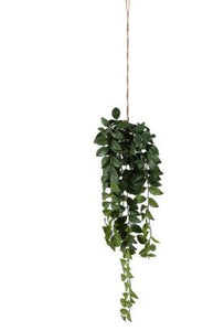 Hanging Philodendron Bush - Small