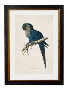 Picture - Hyacinthe Macaw 38x50