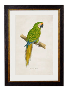 Picture - Military Macaw 38x50