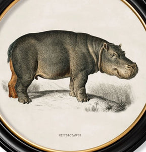 Wall Art - 44cm Round Hippo c.1846