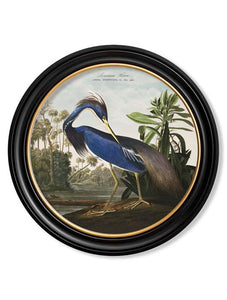 Wall Art - 44cm Louisiana Heron Audubon