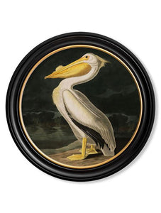 Wall Art - 44cm Pelican Audubon