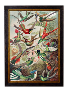 Wall Art - Haeckel's Hummingbirds A2