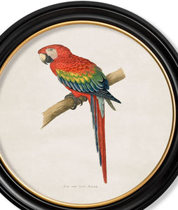 44cm Round Red Macaw c.1884