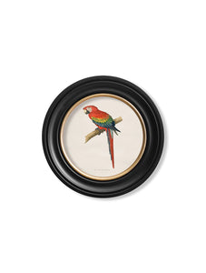 Wall Art - 44cm Red Macaw c.1884