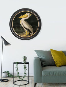 Wall Art - 44cm Pelican Audubon