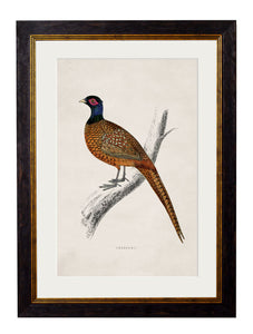 A2 Pheasant c.1850s